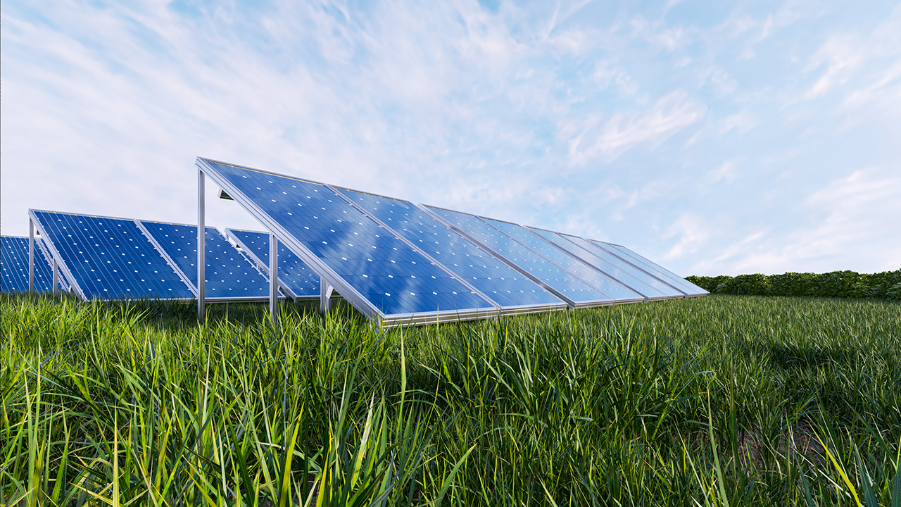 Solar field with vegetation