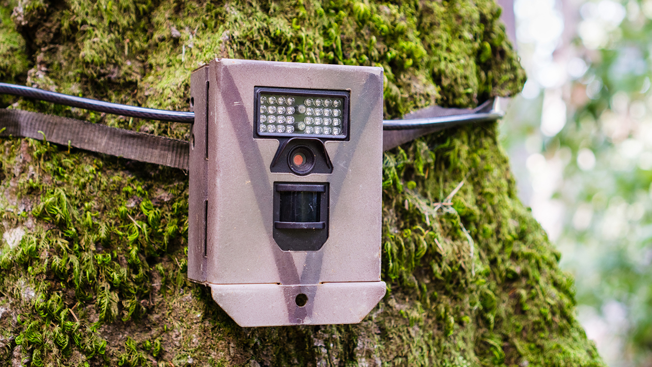 Sensoren und Überwachung von Bäumen und Wildtieren