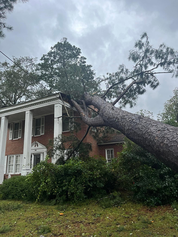 Umgestürzter Baum nach einem Sturm