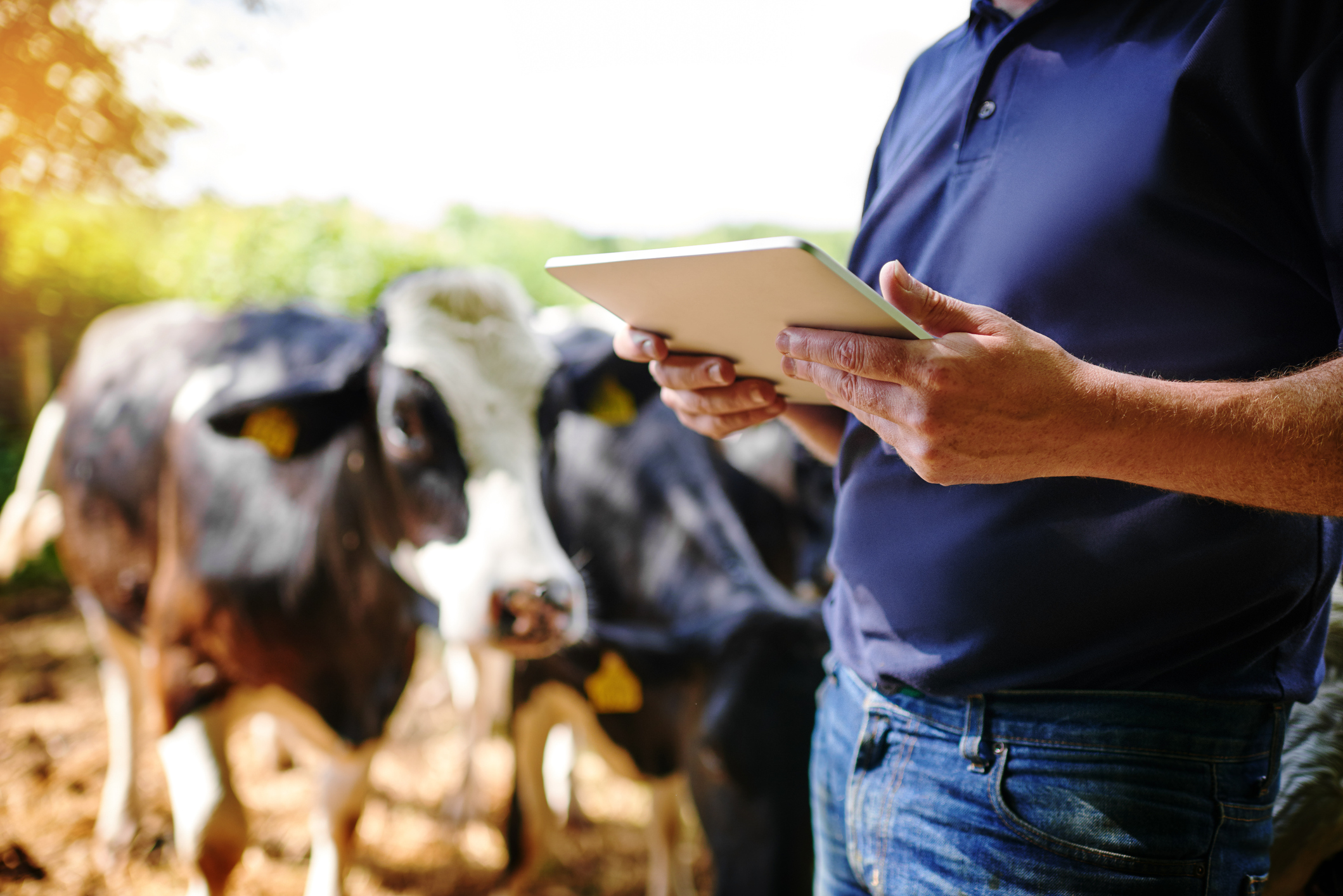 IoT Anwendungen der Präzisionslandwirtschaft: 7 Beispiele aus der Praxis